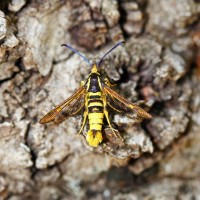 Adult Clearwing Moth