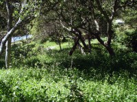 An Oak Woodland Overrun by Vinca